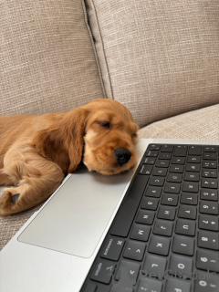 Photo №2 de l'annonce № 157996 de la vente cocker spaniel anglais - acheter à Allemagne annonce privée