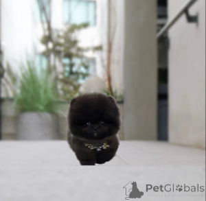 Photo №1. spitz nain - à vendre en ville de Los Angeles | 425€ | Annonce №135547