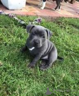 Photo №2 de l'annonce № 169503 de la vente staffordshire bull terrier - acheter à La finlande éleveur