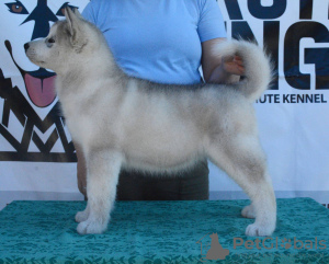 Photo №2 de l'annonce № 108947 de la vente malamute de l'alaska - acheter à Serbie 