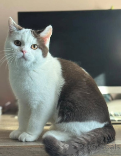 Photo №2 de l'annonce № 155692 de la vente british shorthair - acheter à Pays Bas annonce privée