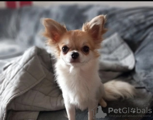 Photo №1. chihuahua - à vendre en ville de Stockholm | 425€ | Annonce №56632