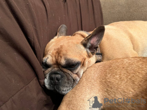 Photo №4. Je vais vendre bouledogue en ville de Helsinki. annonce privée - prix - 200€