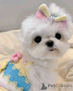 Photo №2 de l'annonce № 160059 de la vente bichon maltais - acheter à Allemagne annonce privée, de la fourrière