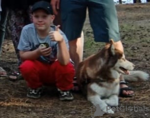 Photo №3. Chiots Husky.. Fédération de Russie