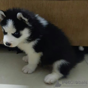 Photo №1. husky de sibérie - à vendre en ville de Ostrava | négocié | Annonce №115757