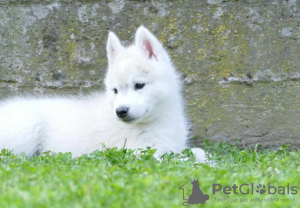 Photos supplémentaires: Chiots Husky Sibérien