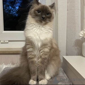 Photo №3. Birman. Allemagne