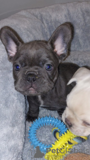 Photo №2 de l'annonce № 132832 de la vente bouledogue - acheter à Allemagne annonce privée