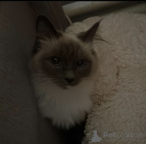 Photo №4. Je vais vendre ragdoll en ville de Berlin. annonce privée, éleveur - prix - 600€