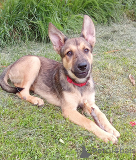 Photo №1. chien bâtard - à vendre en ville de Rivière moscou | Gratuit | Annonce №146140