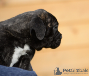 Photo №2 de l'annonce № 88633 de la vente bullmastiff - acheter à Pays Bas de la fourrière