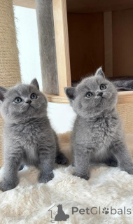 Photo №1. british shorthair - à vendre en ville de Espoo | 400€ | Annonce № 171910