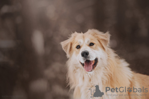 Photos supplémentaires: Le magnifique chien Norton est entre de bonnes mains.