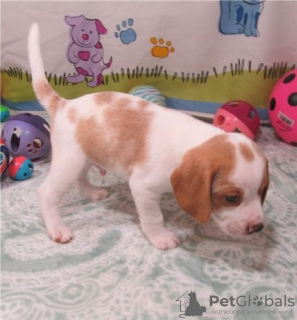 Photo №3. Beagle-welpen ab sofort für ein nees zuhause verfügbar.. Allemagne