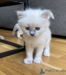 Photo №2 de l'annonce № 101798 de la vente british shorthair - acheter à Allemagne de la fourrière