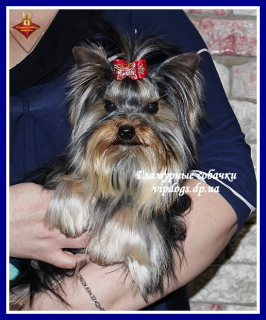 Photo №4. Je vais vendre yorkshire terrier en ville de Kiev. de la fourrière - prix - 2500€