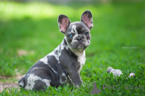 Photo №2 de l'annonce № 143402 de la vente bouledogue - acheter à Georgia 