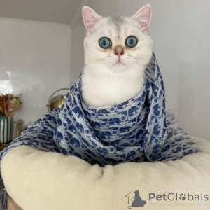 Photo №2 de l'annonce № 157685 de la vente british shorthair - acheter à Suède annonce privée