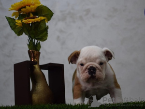 Photos supplémentaires: Chiots bouledogue anglais