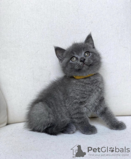 Photo №2 de l'annonce № 71413 de la vente british shorthair - acheter à Pays Bas annonce privée, éleveur
