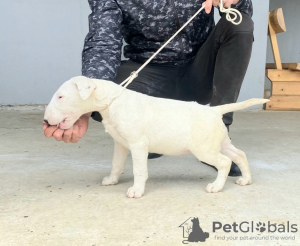 Photo №3. Chiots bull terrier typiques. Serbie