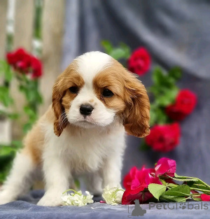 Photo №2 de l'annonce № 138837 de la vente border collie - acheter à USA annonce privée, éleveur