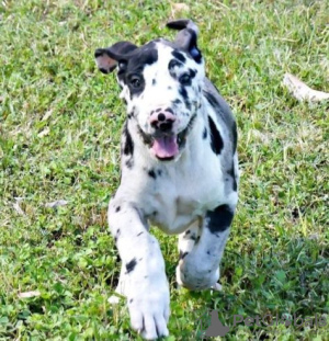 Photo №1. dogue allemand - à vendre en ville de Outokumpu | Gratuit | Annonce №128372