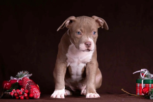 Photo №1. american bully - à vendre en ville de Гомель | Négocié | Annonce №4588