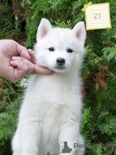 Photo №3. Chiots Husky Sibérien. Serbie