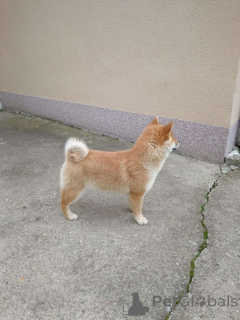 Photo №4. Je vais vendre  en ville de Belgrade.  - prix - négocié