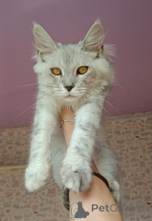 Photo №1. maine coon - à vendre en ville de Roslavl | négocié | Annonce № 147538