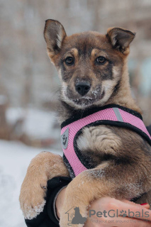 Photo №3. Les chiots Zoya et Anfisa veulent trouver un foyer et une famille aimante !. Fédération de Russie