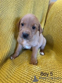 Photo №2 de l'annonce № 132092 de la vente  - acheter à Australie 