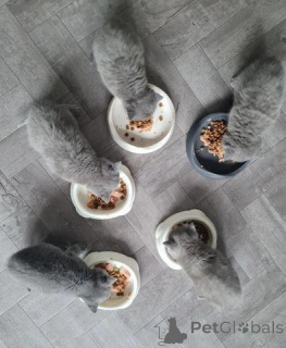 Photo №1. british shorthair - à vendre en ville de Eeklo | 210€ | Annonce № 172362