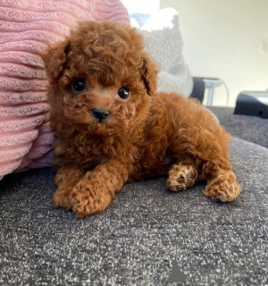 Photo №1. caniche (jouet) - à vendre en ville de Anvers | négocié | Annonce №170401