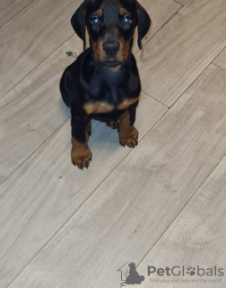 Photo №3. Chiots Pedigree Doberman. Belgique