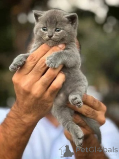 Photo №1. british shorthair - à vendre en ville de Huddersfield | négocié | Annonce № 173831