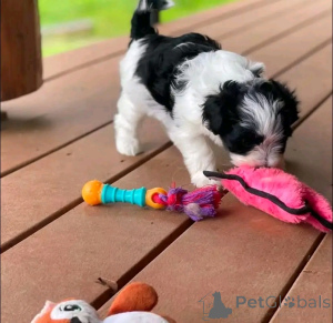 Photo №3. Chiots havanais disponibles et prêts pour la reprise. USA