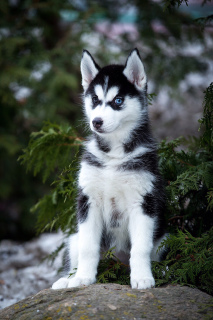 Photos supplémentaires: Merveilleuse fille Husky