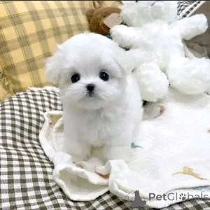 Photo №1. chien bâtard - à vendre en ville de Berlin | 1000€ | Annonce №139078