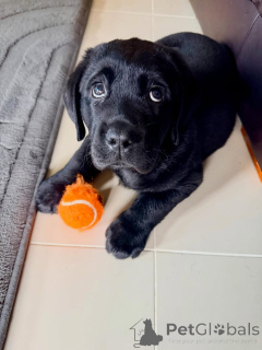 Photo №2 de l'annonce № 178092 de la vente labrador retriever - acheter à Allemagne annonce privée