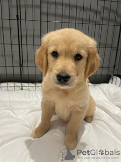 Photo №1. golden retriever - à vendre en ville de Berlin | négocié | Annonce №115942