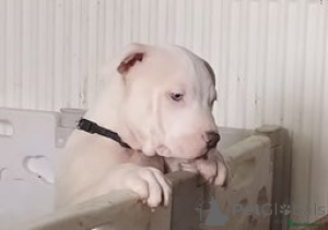 Photo №1.  - à vendre en ville de Afghana Kan | négocié | Annonce № 152701