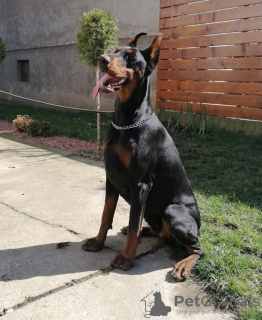 Photos supplémentaires: Meilleurs chiots Dobermann