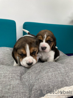 Photo №2 de l'annonce № 75137 de la vente beagle - acheter à Lituanie annonce privée