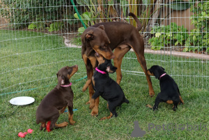 Photo №2 de l'annonce № 136528 de la vente dobermann - acheter à Suisse annonce privée