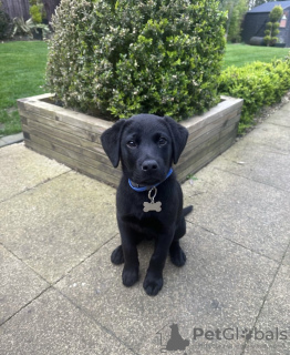 Photo №1. labrador retriever - à vendre en ville de Munich | négocié | Annonce №119725