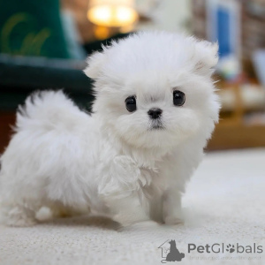 Photo №4. Je vais vendre bichon maltais en ville de Varsovie. éleveur - prix - négocié