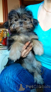 Photo №1. yorkshire terrier - à vendre en ville de Москва | 377€ | Annonce №139161
